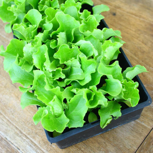 Using a Concrete Mixing Tub as a Growing Container
